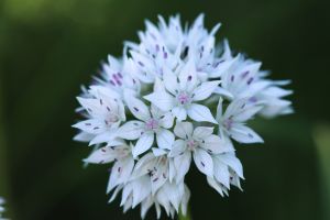 Allium Graceful Beauty